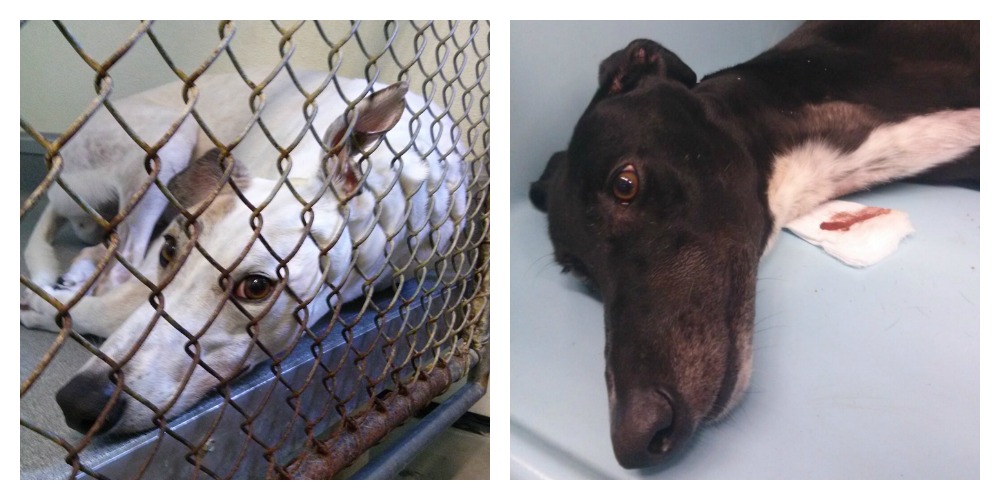 greyhounds kept in blood bank