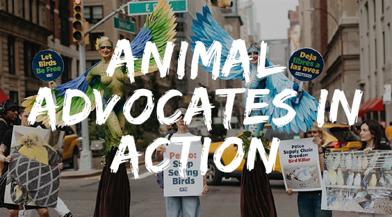 Petco supplier protest in NYC.