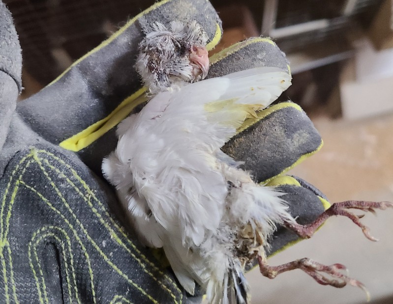 In just 27 days, the investigator and other workers found nearly 1,400 dead birds.
