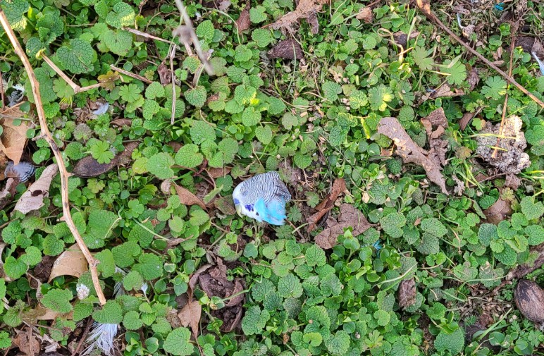 A senior worker killed sick birds—ripping some of their heads off—and threw them into a wooded area.