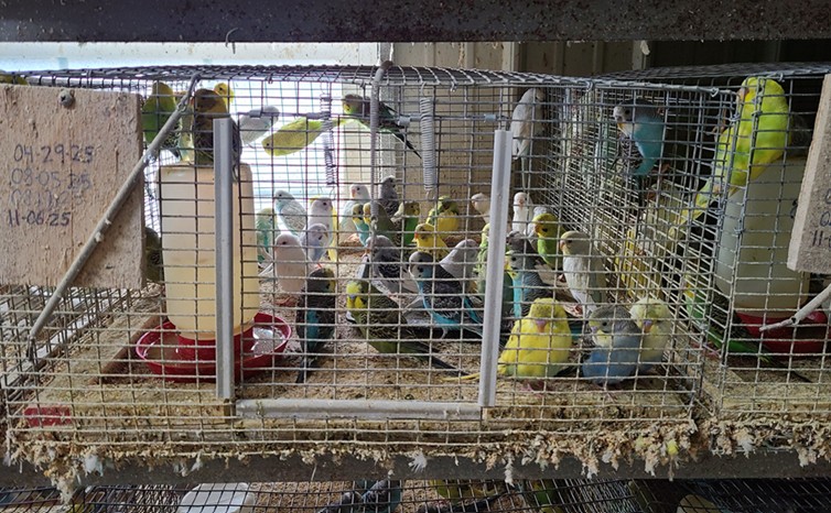 Young parakeets are crowded 50 per filthy cage.