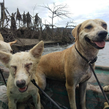 hear about the rescues