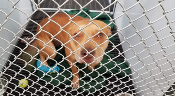 dog at shelter