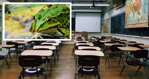 animals do not belong in classrooms