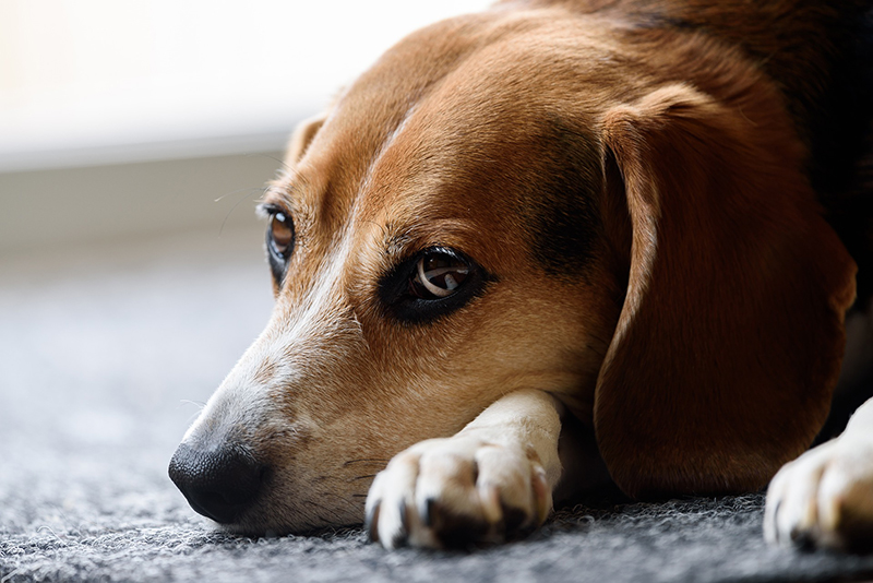 Petco buys outlet chewy