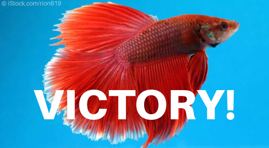 victory for betta fish