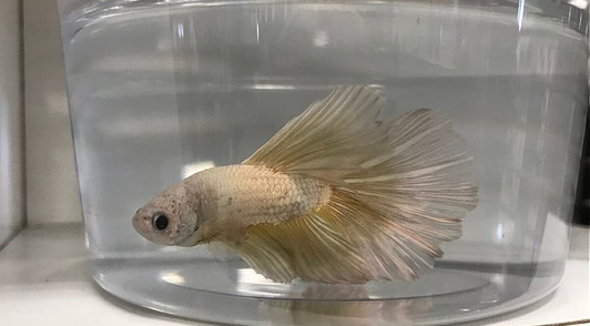 Tell Petco to stop selling betta fish