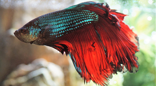 betta fish