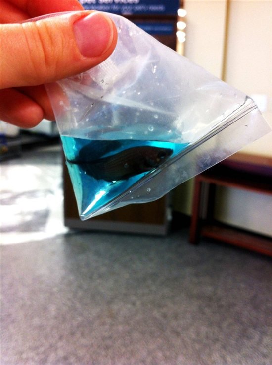 betta fish in bag