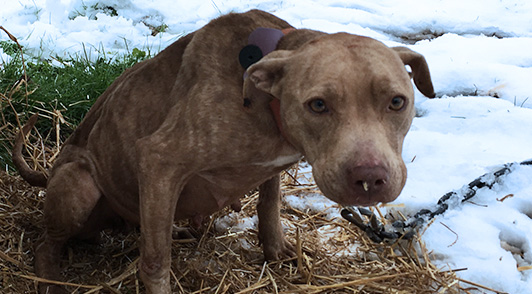 donate now for dogs