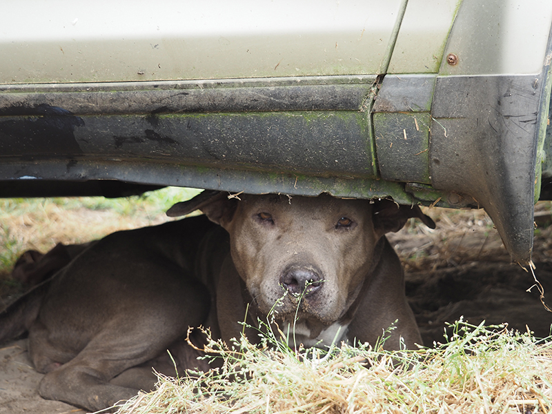 Urgent Speak Up for Austin's Stray and Unwanted Animals! PETA