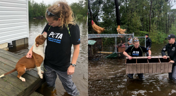 animals saved by PETA