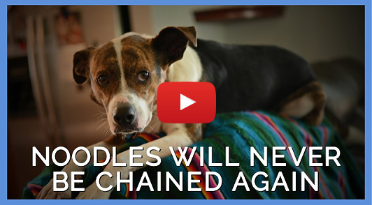 Noodles