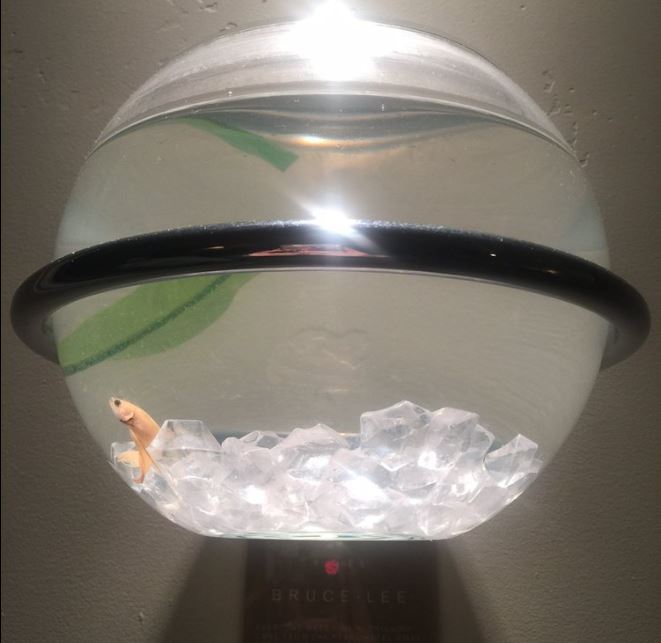 Bruce Lee the fish