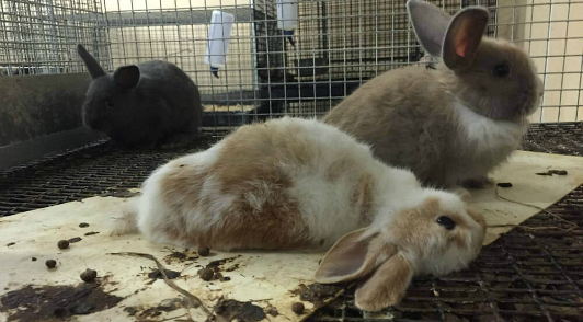 the pet trade exposed