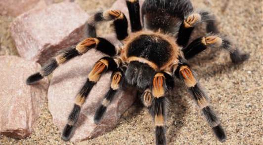 important facts about tarantulas