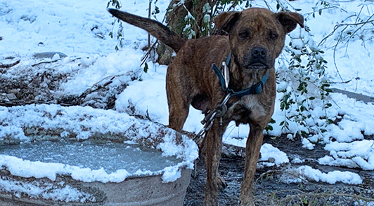 send love to cold dogs