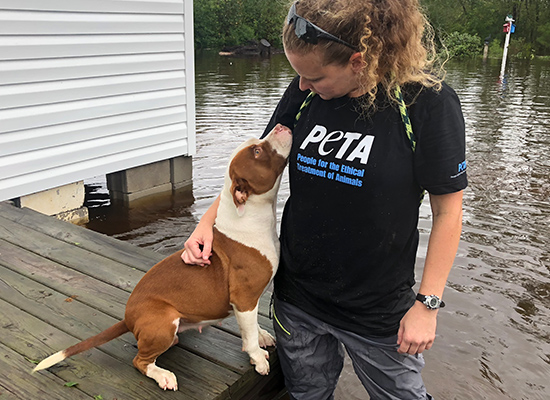 Animals trapped in Florence's historic floods need your help.