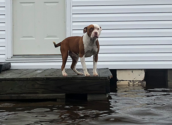 Animals trapped in Florence's historic floods need your help.