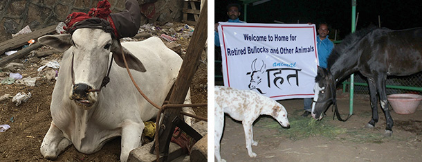 Bullock with broken horn. Horse with Tommy