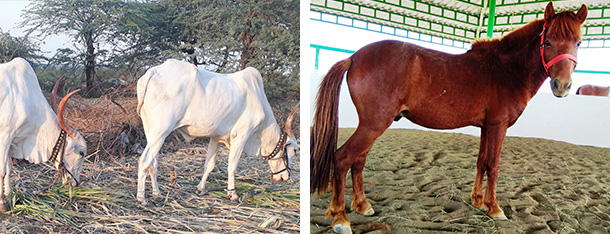 bullocks Sonya and Gunya. pony Prashanth