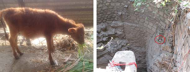 Calf. Kitten in well