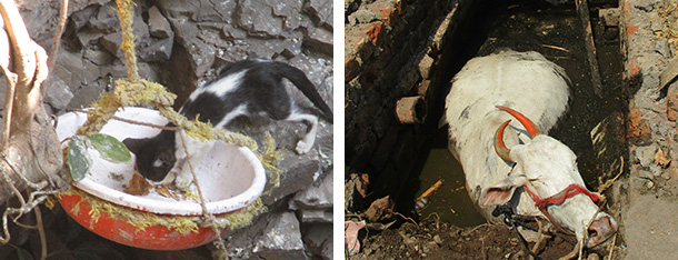 Kitten stepping into tub. Cow in sewer pit.
