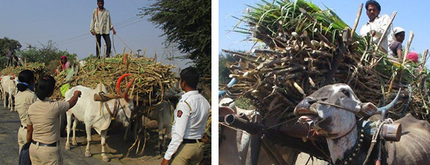 Police crackdown. Overloaded bullock.