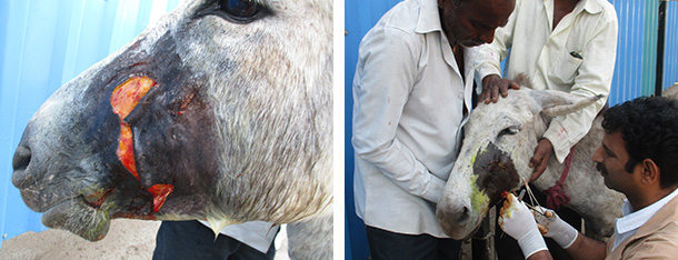 Donkey with face laceration.