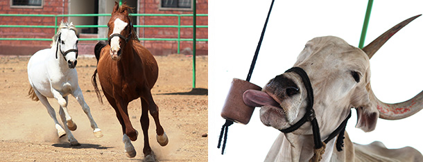 Horses Jay and Sultan galloping. Bullock Barshya licking mineral block.