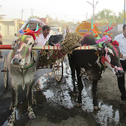 Photo of bullocks hitched to cart