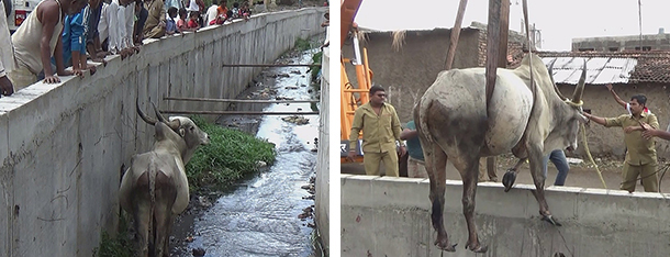 Frightened, Stranded Bull Rescued