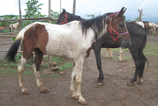 A rescued horse and three rescued ponies stand with Animal Rahat staff beside a banner welcoming them to the sanctuary.