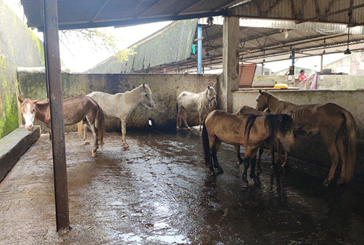 Horses and ponies, some so thin that their ribs and backbones are visible, stand on the wet concrete floor of a cattle pound.
