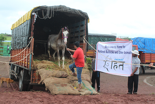 An Animal Rahat staff member leads a thin, gray horse with a white blaze out of the back of a truck lined with straw. Other staff members hold a sign welcoming the new residents to the sanctuary.