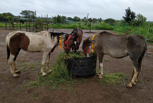 Three horses wearing yellow and orange garlands eat grass from a feeding trough.