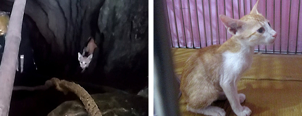 Exhausted Kitten Crying in Well Now Home