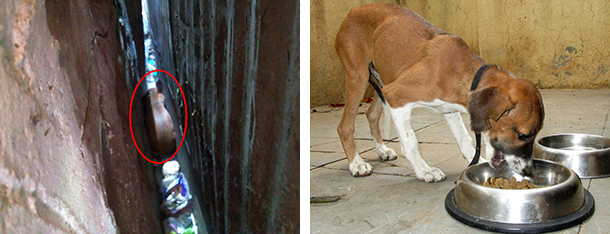 Hungry, Scared, Trapped Puppy Now Safe