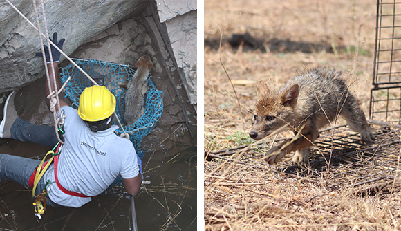 Left: An Animal Rahat staff member scoops the frightened young jackal into a net. Right: After being rescued, the jackal pup is released into the forest.