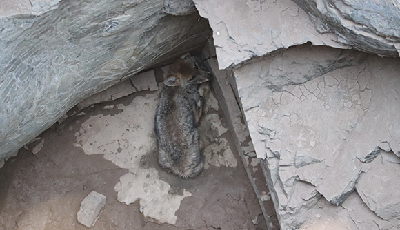 A jackal pup awaits his rescuers at the bottom of a deep, open well.