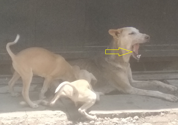 A yellow arrow indicates where the piece of bone is stuck in the mother dog's open mouth. Her two pups are attempting to nurse.