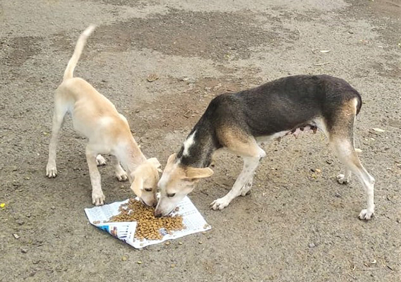 The mother dog and one of her puppies share a meal, courtesy of Animal Rahat.
