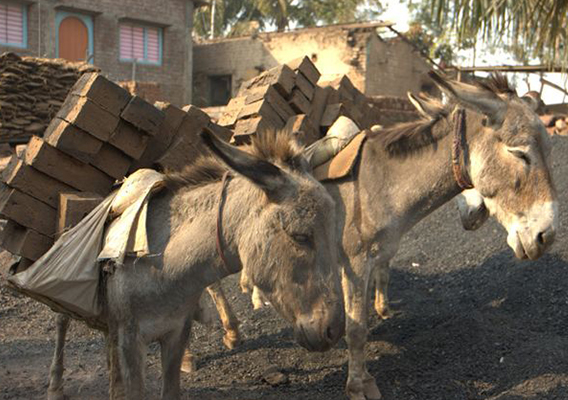 Two donkeys are at work in a brick kiln, with dozens of heavy clay bricks piled high on their backs.