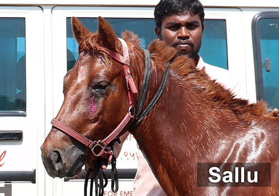 Sallu wears a face halter. Below his eye is a painful raw spot where parasites have fed on his flesh.