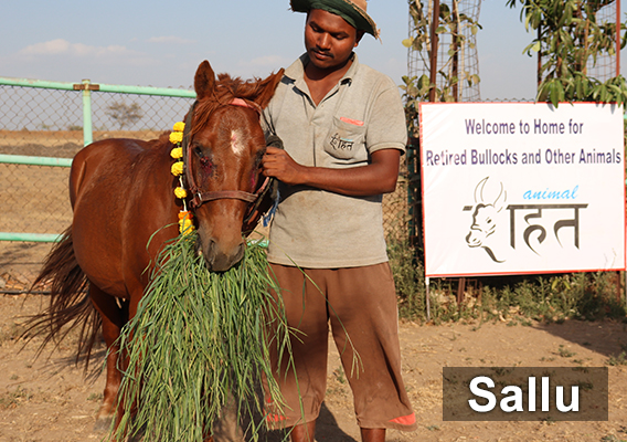 An Animal Rahat staff member stands in front of the sanctuary's welcome sign with Sallu, who's wearing a marigold garland and eating fresh green grass.