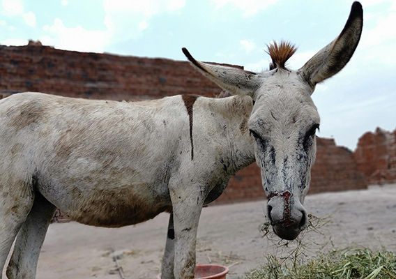 A donkey stands in front of a pile of bricks at a brick kiln. His nose has a large, long scar from a branding iron. His head, neck, and legs are covered with scars.