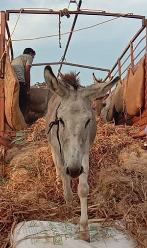 This abused and overworked donkey has found kindness and a peaceful retirement with Animal Rahat.