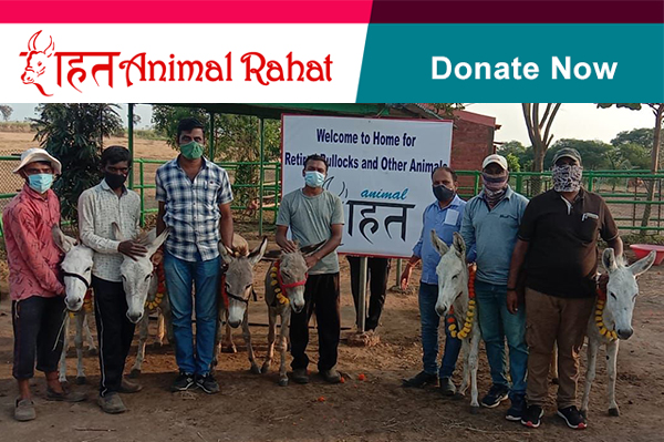 Animal Rahat’s sanctuary staff welcome 36 donkeys rescued from forced labor in an illegal sand-mining operation.