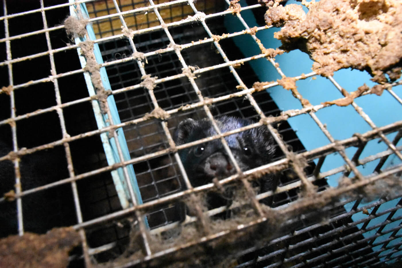 Undercover Images Reveal Suffering Animals on Quebec Fur Farms - Animal  Justice