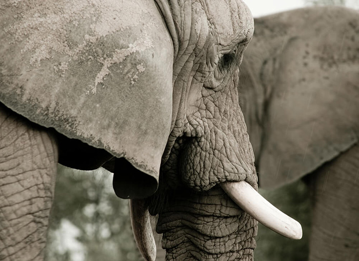 Act Now: Urge These Renaissance Festivals to End Cruel Elephant Rides